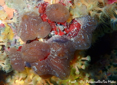 Aplidium fuscum