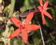 Silene regia
