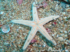 Astropecten platyacanthus