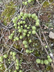 Asterella palmeri