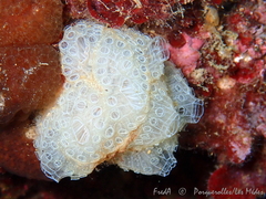 Botrylloides crystallinus