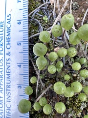 Asterella palmeri