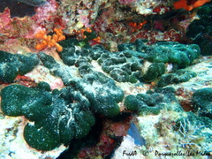 Codium effusum