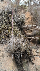 Tillandsia geissei