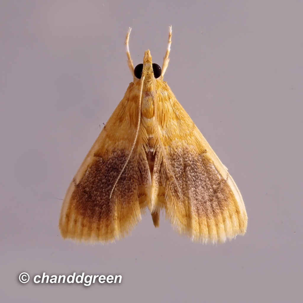 Mabra eryxalis