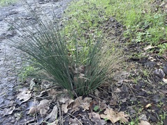 Juncus patens
