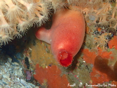 Halocynthia papillosa