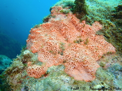 Hemimycale columella