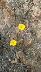 Balbisia peduncularis