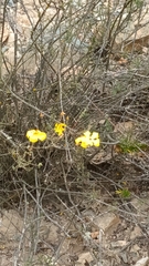 Balbisia peduncularis