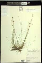 Rhynchospora capillacea