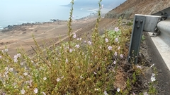 Cristaria integerrima integerrima