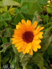 Calendula officinalis