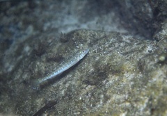 Sillaginodes punctatus