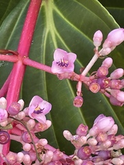 Medinilla formosana