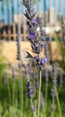 Leptotes trigemmatus