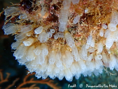 Pycnoclavella atlantica