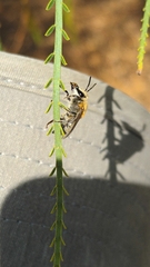 Colletes