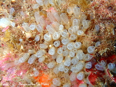Pycnoclavella atlantica