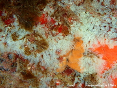 Pycnoclavella communis