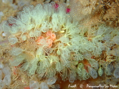 Pycnoclavella communis