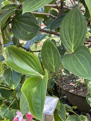 Medinilla formosana
