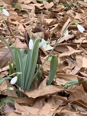 Galanthus