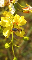 Colletes