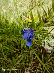 Rotheca hirsuta