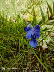 Rotheca hirsuta