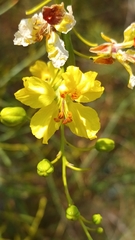 Parkinsonia aculeata