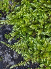 Brachythecium rutabulum