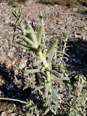 Teucrium capitatum