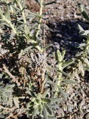 Teucrium capitatum