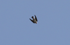 Petrochelidon fulva