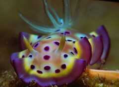 Goniobranchus kuniei