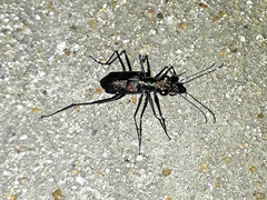 Odontocheila