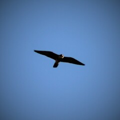 Falco peregrinus