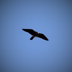 Falco peregrinus