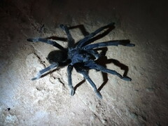 Theraphosinae