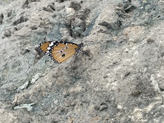 Danaus chrysippus orientis