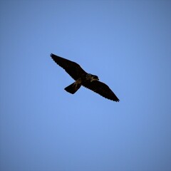 Falco peregrinus