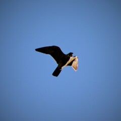Falco peregrinus