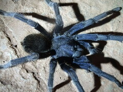 Theraphosinae