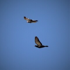 Columba livia