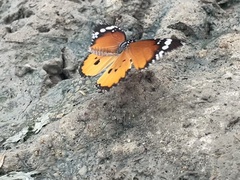 Danaus chrysippus orientis