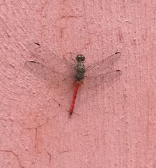 Bradinopyga strachani