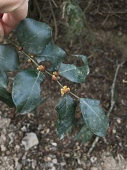 Lindera akoensis