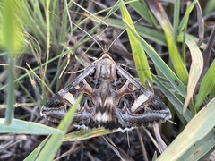 Cerocala vermiculosa
