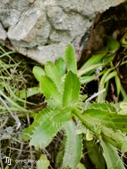 Alepidea peduncularis